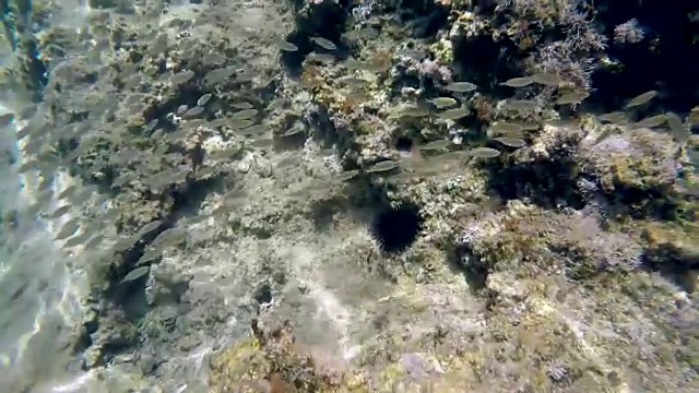 水下拍摄的地中海野生自然(追踪鱼群)视频素材