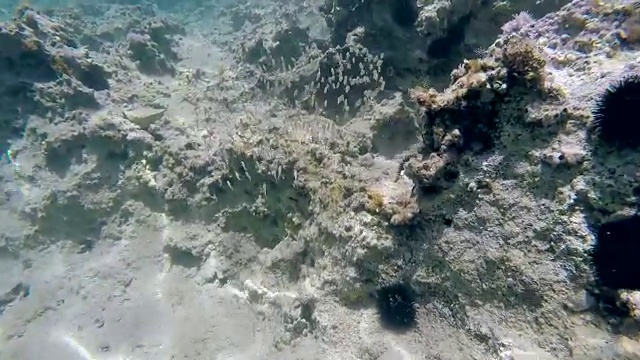 水下拍摄的地中海野生自然(追踪鱼群)视频素材