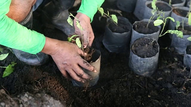 年轻的植物种植视频下载