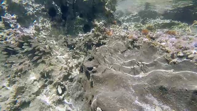 水下拍摄的地中海野生自然(追踪鱼群)视频素材