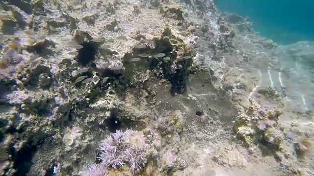 水下拍摄的地中海野生自然(追踪鱼群)视频素材