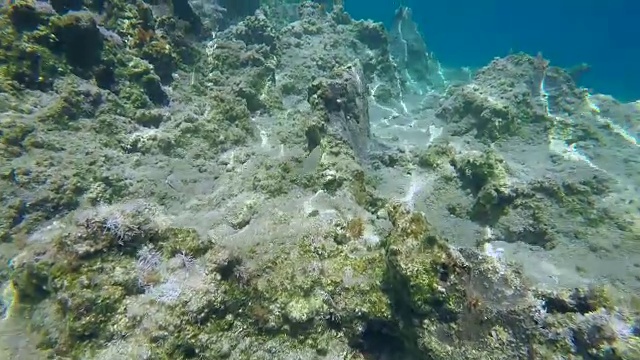 水下拍摄的地中海野生自然(追踪鱼群)视频素材