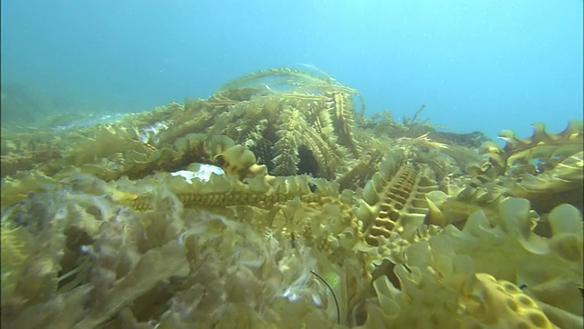 海带林排列在海床上。视频素材