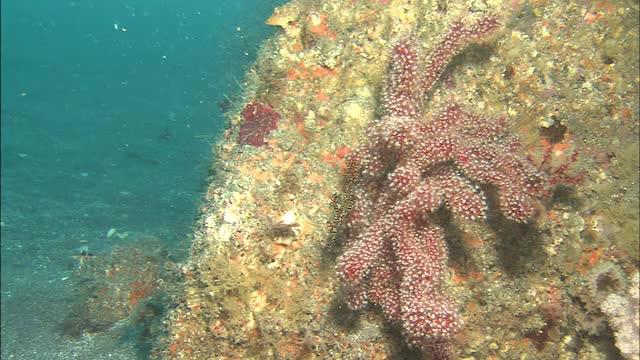 一条鱼在海底附近漂浮。Diving-shot视频素材