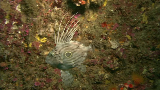 宙斯费伯林奈悠闲地游向海底。Diving-shot视频素材