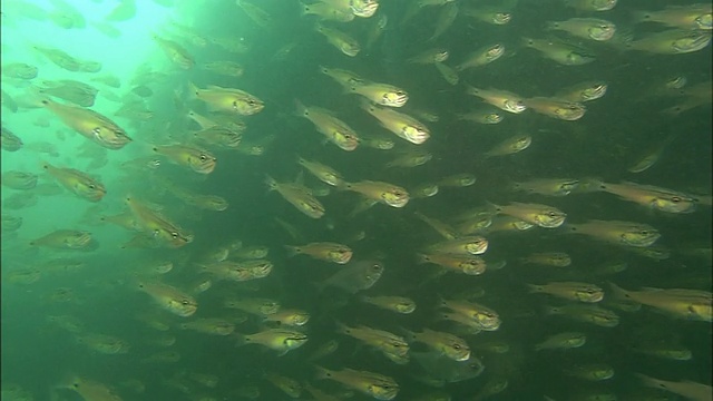 在海面附近，一群巨大的阿波贡半斑海牛群聚在一起。Diving-shot视频素材