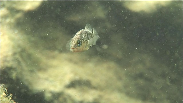 一只小头鼓骨鱼在黑暗的海床上游动。Diving-shot视频素材