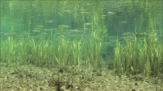 一群淡色淡水鲦鱼在海床上游动。Diving-shot视频素材