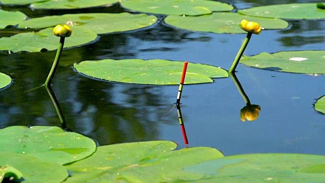 钓鱼在湖里飘动视频素材