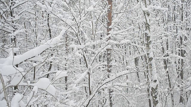 冬天落在落叶林里的雪视频素材