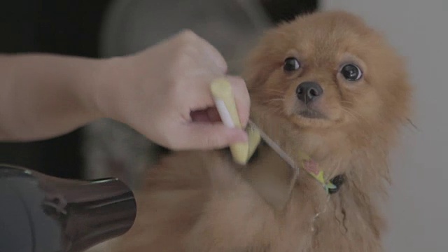 近距离吹干一只博美犬视频素材