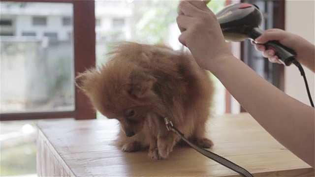 用吹风机吹干一只博美犬视频素材