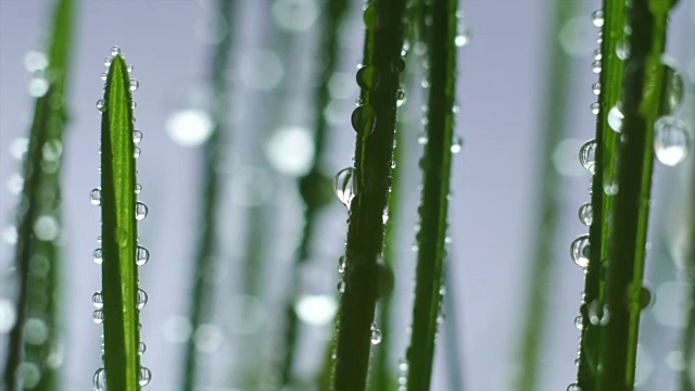 雨中的绿草视频素材