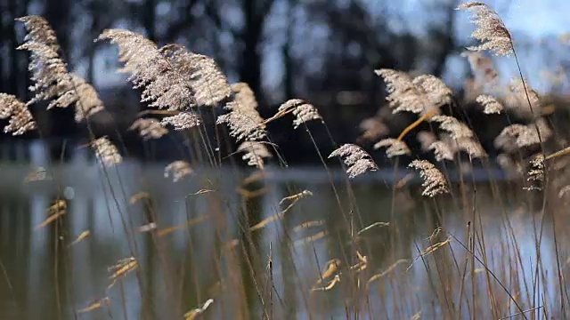 芦苇在风中摇曳视频素材