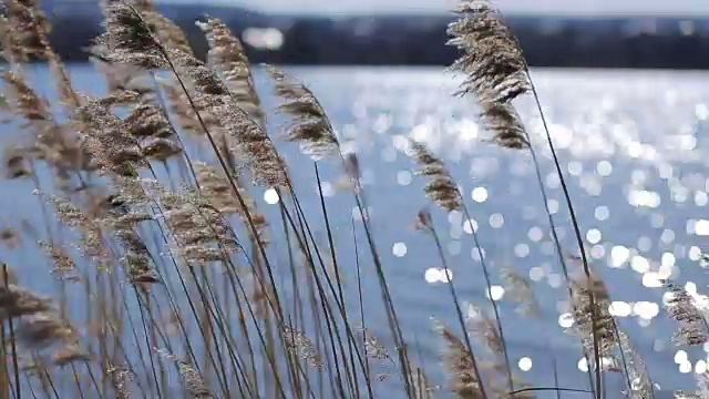 芦苇在风中摇曳视频素材