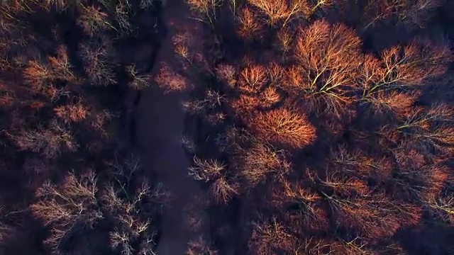 春天空中俯瞰日出的风景，河流，光秃秃的树木视频素材