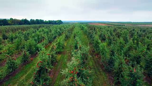 苹果树花园鸟瞰图视频素材