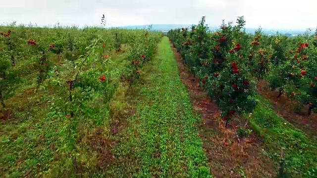 苹果树花园鸟瞰图视频素材