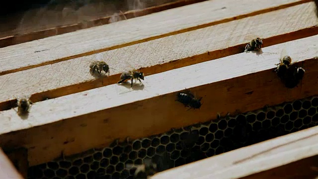 蜂巢在蜂箱架和蜜蜂视频素材