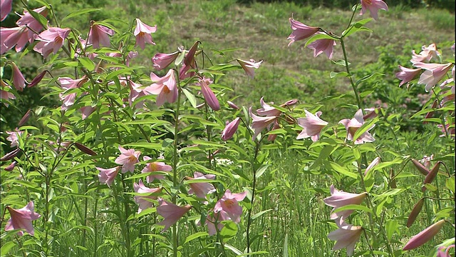 在日本福岛，粉红色的星百合生长在绿色的草地上。视频素材