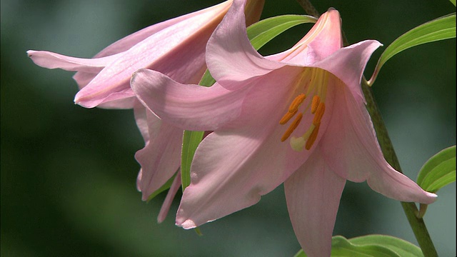 日本福岛的堤河县，精致的粉红色星百合花瓣围绕着黄色的雄蕊。视频素材