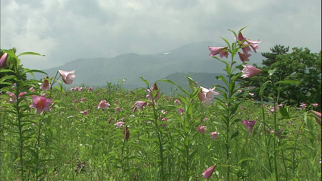 粉红色的星百合生长在日本福岛县堤河县的山区草地上视频素材