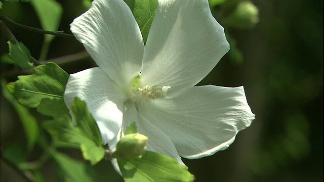 白玫瑰的沙伦花在日本盛开。视频素材