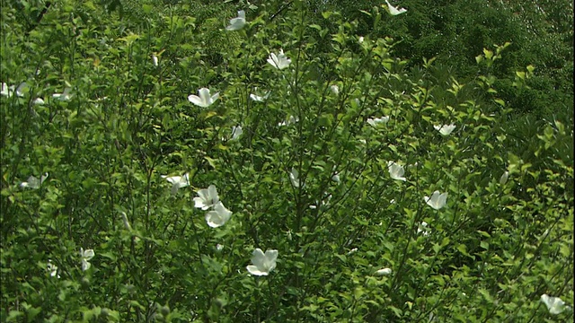 在日本，沙伦玫瑰在树上开花。视频素材