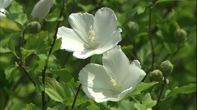 白玫瑰的沙伦花在日本盛开。视频素材