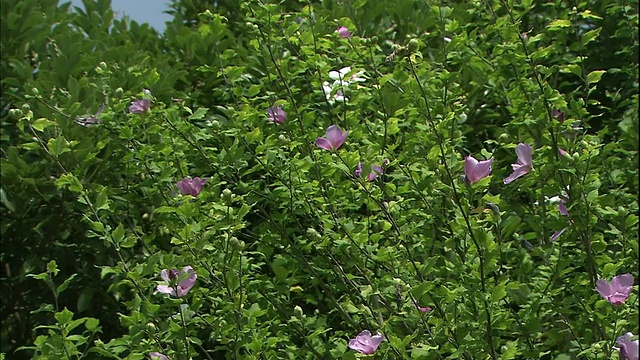 在日本盛开着白色和紫色的沙龙花。视频素材