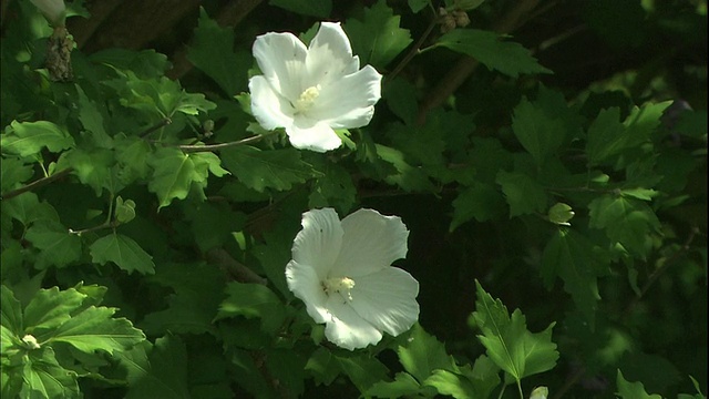 白玫瑰的沙伦花在日本盛开。视频素材