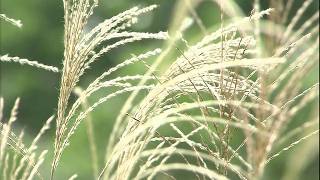 风穿过日本蒲苇的耳朵发出沙沙声视频素材