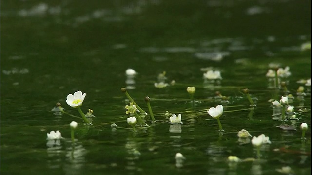 白毛茛在吉佐河的水流中摇曳。视频素材