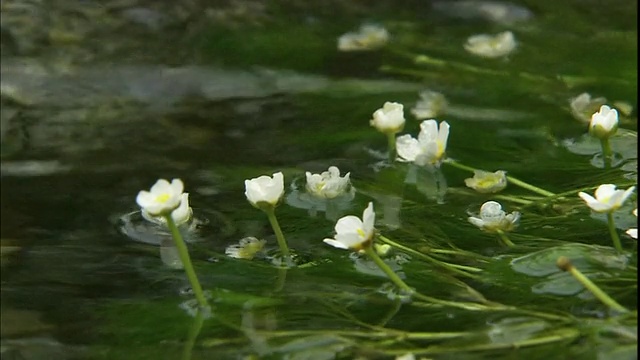 美丽的白色毛茛在日本吉佐河的水面上摇摆。视频素材