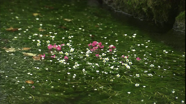 粉色和白色的金凤花在日本积藏河的水面上和水下开花。视频素材