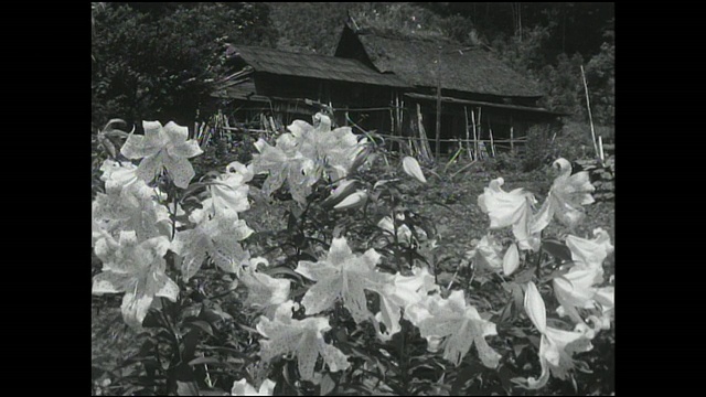 在农村地区，一株百合在茅草屋顶的房子附近开花。视频素材