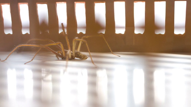 蜘蛛，恐怖的万圣节背景视频素材