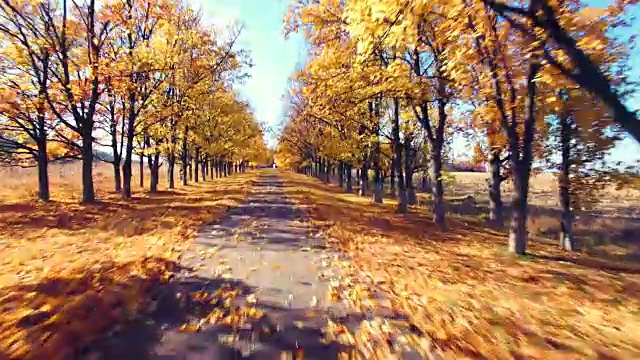 鸟瞰图的郊区道路与秋天的树木在边缘视频素材