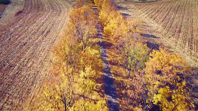 鸟瞰图的郊区道路与秋天的树木在边缘视频素材