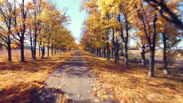 鸟瞰图的郊区道路与秋天的树木在边缘视频素材