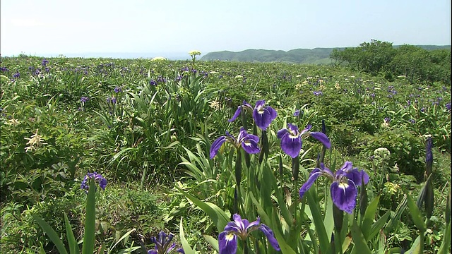 微风吹过日本阿克石Ayamegahara原始花园的北极鸢尾田。视频素材