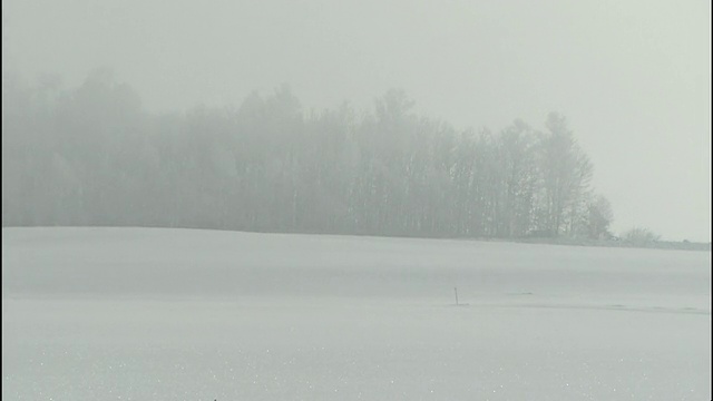 大雪落在茂密的树丛上。视频素材