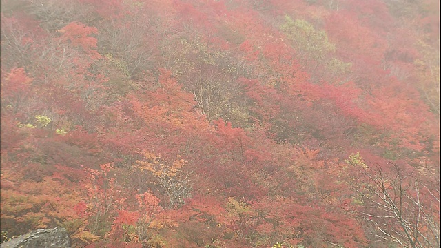 薄雾笼罩着日本纳苏山山坡上的秋日林地。视频素材