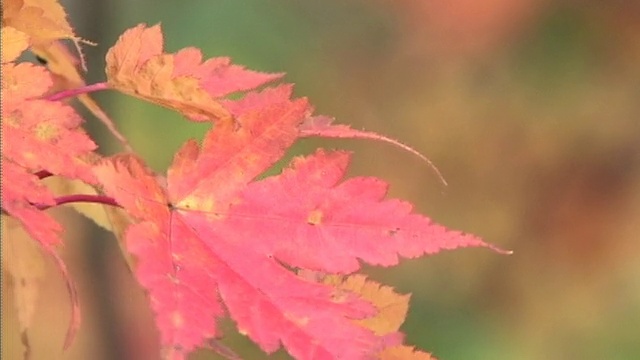 在日本枥木县的Nasu山，微风吹拂着一棵日本枫树的粉红色叶子。视频素材