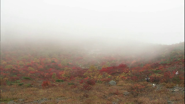 一名游客在日本枥木县那须山的浓雾下拍摄秋叶。视频素材