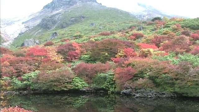 在日本枥木县的Nasu山，一个波纹圈在多彩的秋叶下的hytanpond中扩张。视频素材