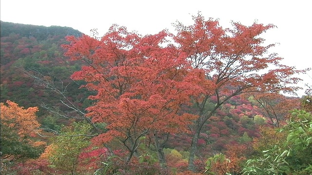 秋天的树木装饰着日本的纳苏山的山坡。视频素材