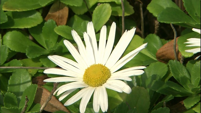 一株日本雏菊在种田海岸盛开。视频素材