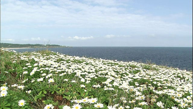 日本雏菊沿着种田海岸盛开。视频素材