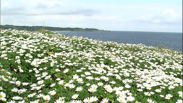 日本雏菊沿着种田海岸盛开。视频素材